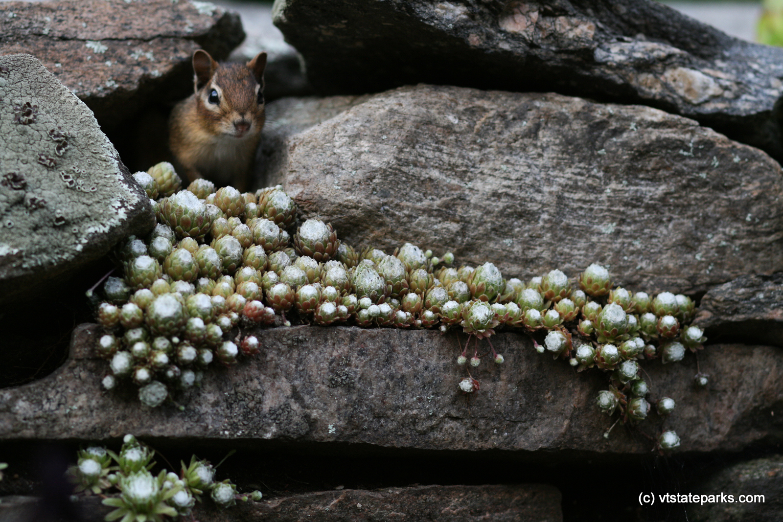 Chimpmunk at his hang out at Mt. Ascutney State Park by Sharon McQuarrie-Krampitz