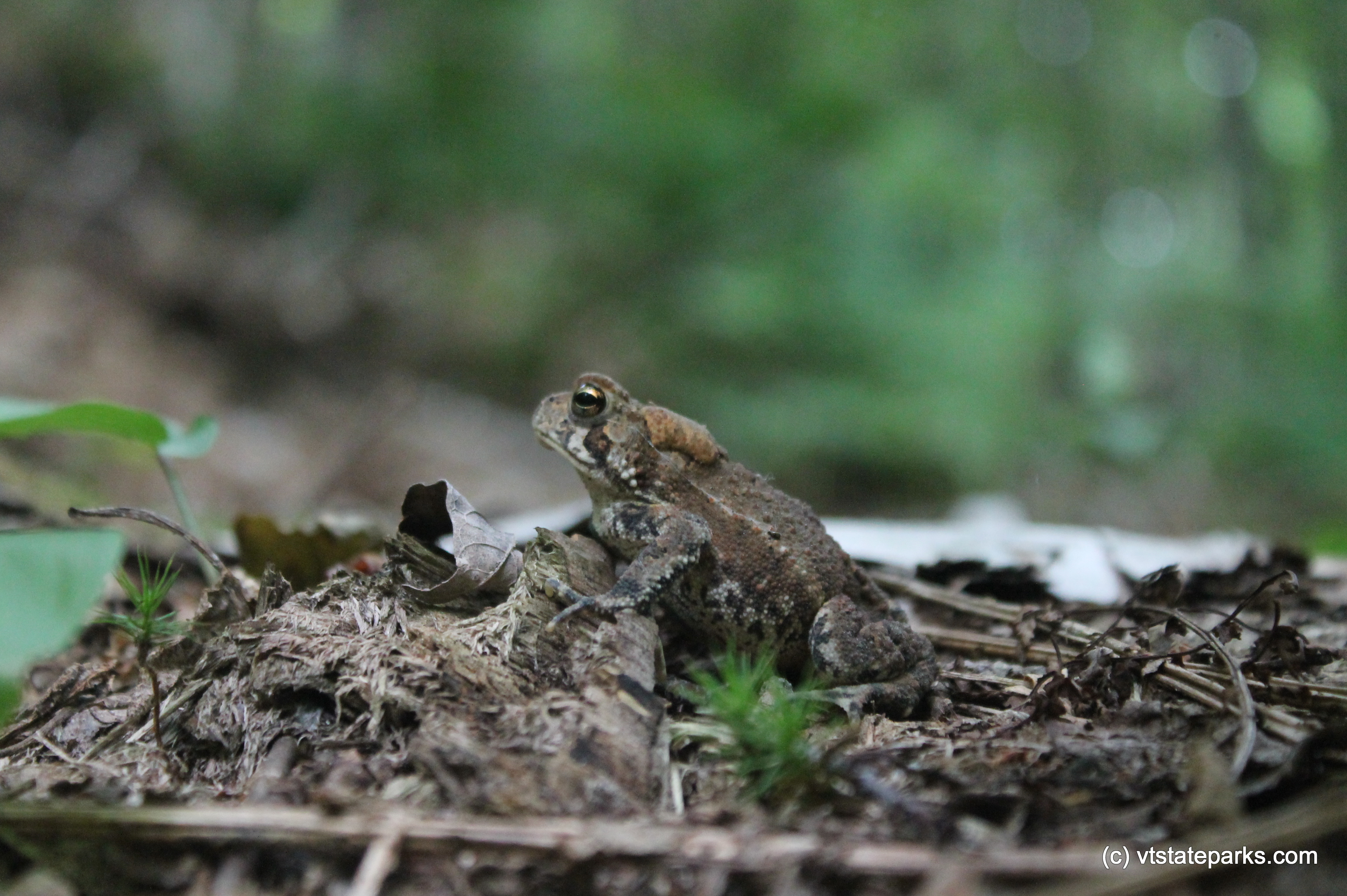 A toad in some leaf litter at Allis State Park by Alexa Collesides