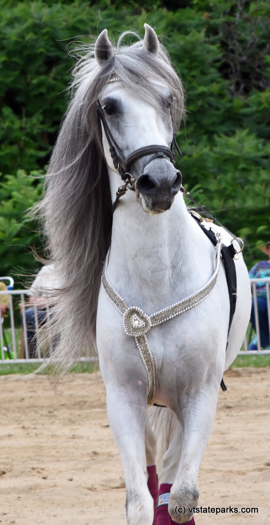 The Lipizzan Stallions have returned to Knight Point State Park by Raven Schwan-Noble