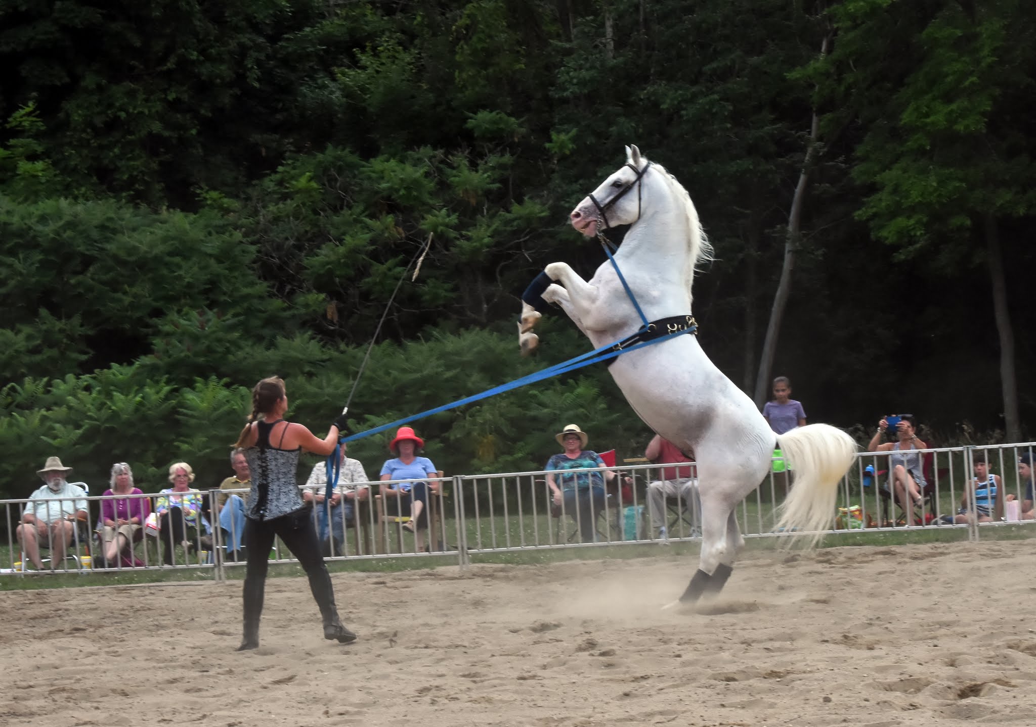 Lipizzan Stallions performing at Knight Point State Park by Raven Schwan-Noble