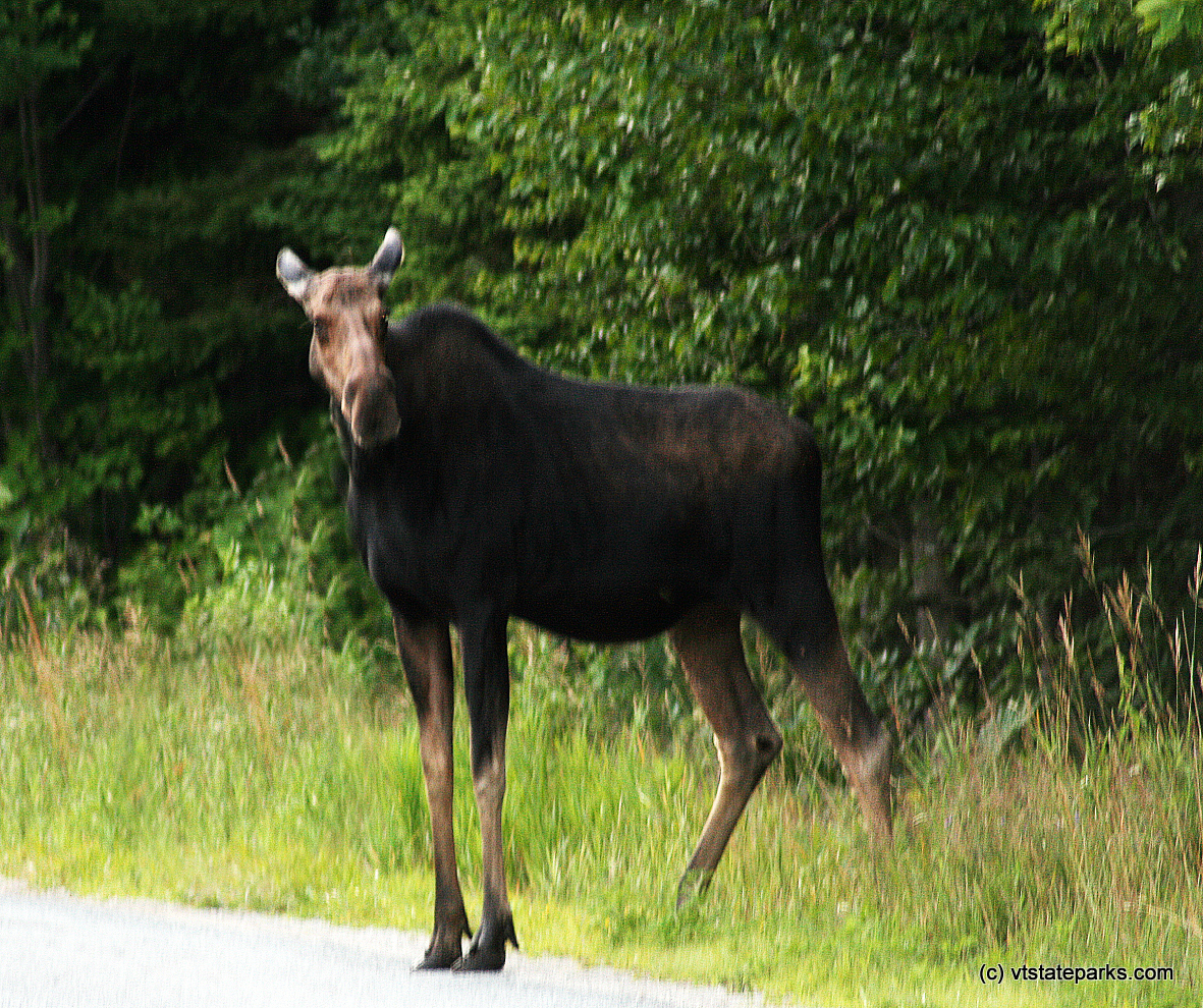 Moose on the loose at Mt. Ascutney State Park by Sharon McQuarrie-Krampitz