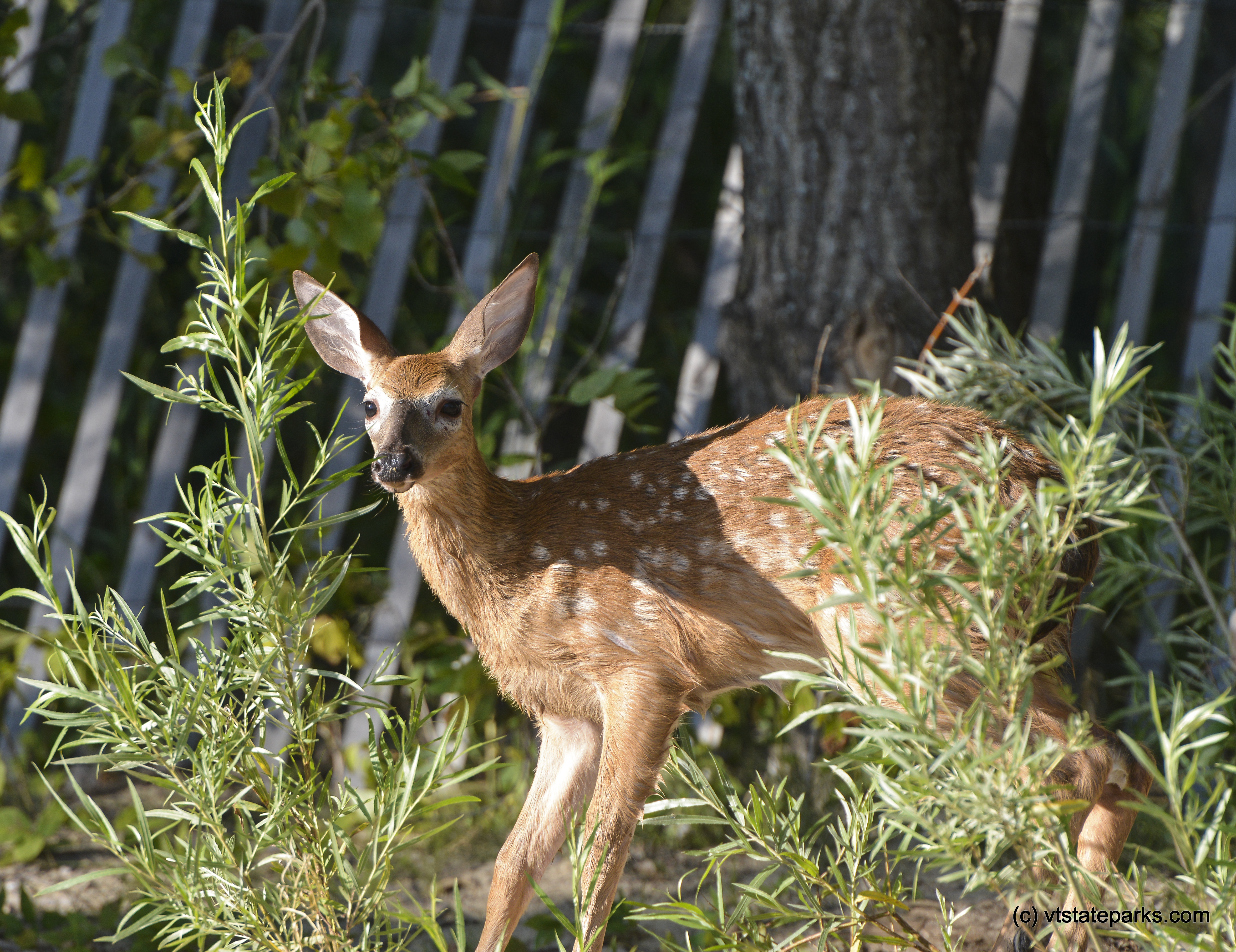 Baby deer on the beach at Alburg Dunes State Park