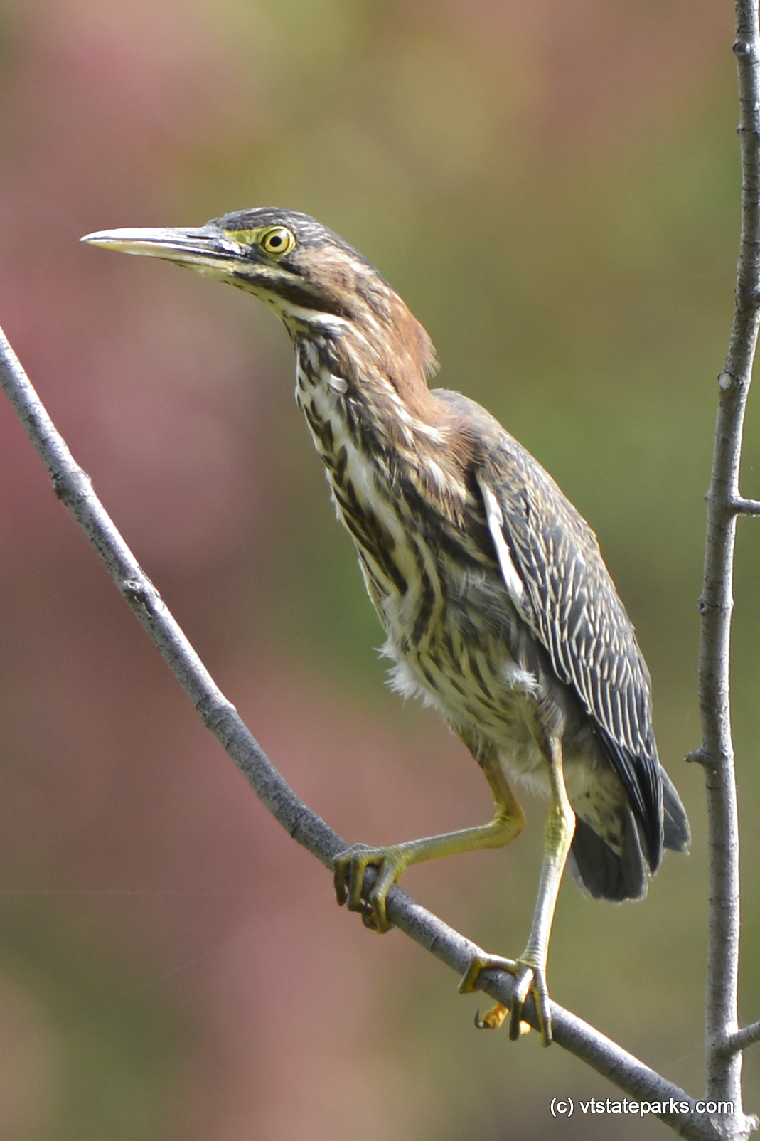 Bird up close at Alburg Dunes State Park