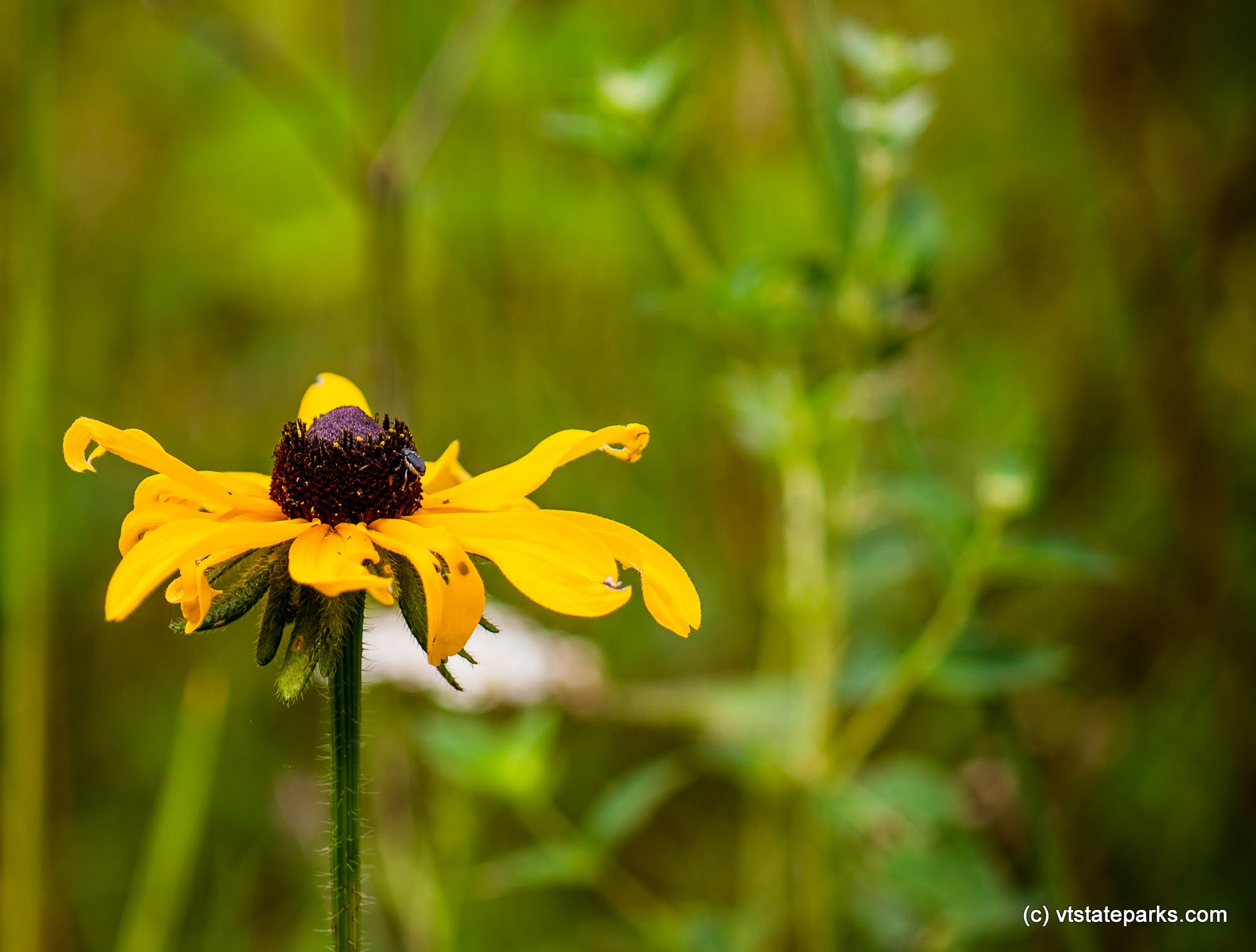 Daisy found in Mt Ascutney State Park by Tara Schatz