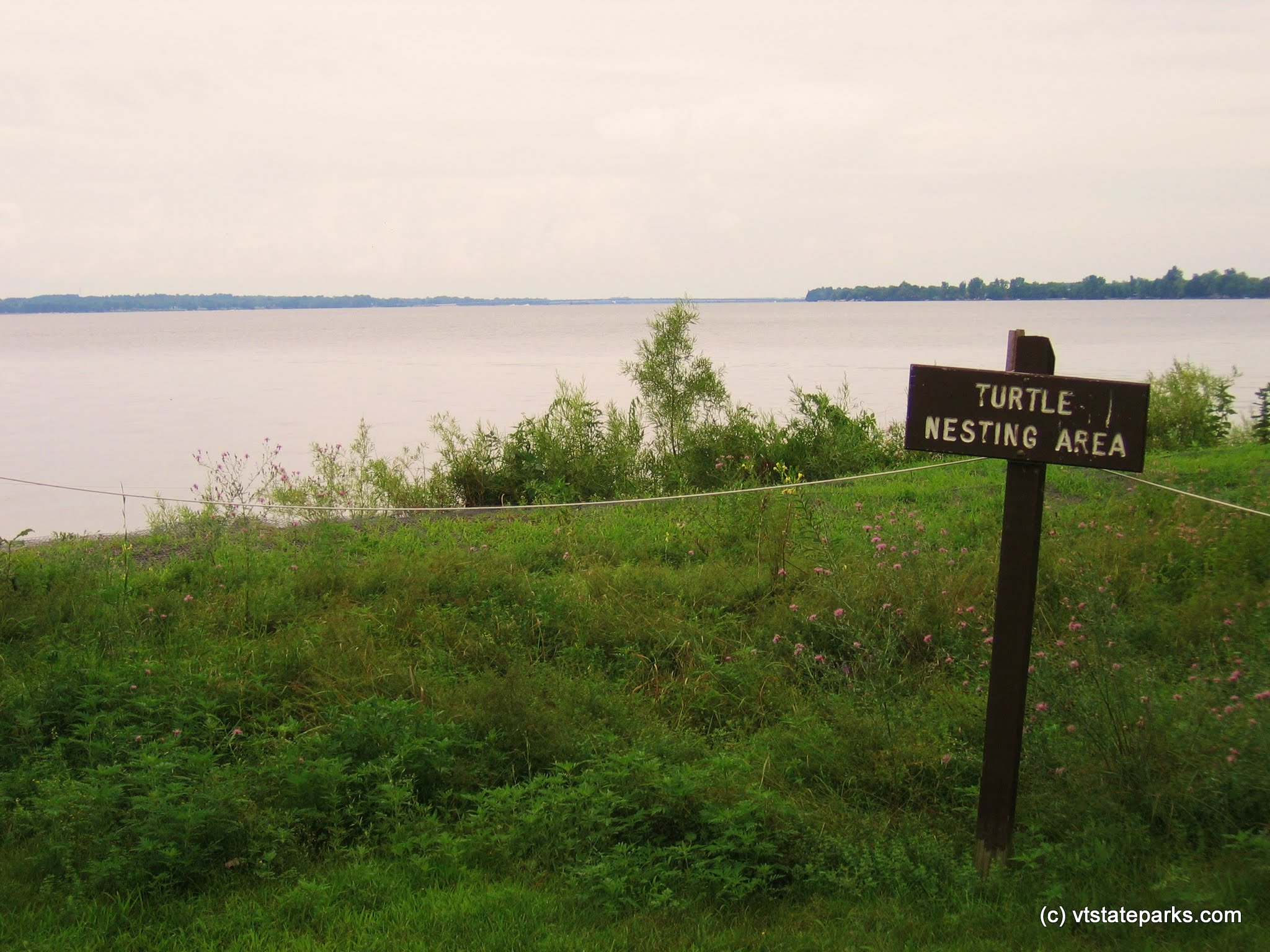 Endangered map turtles nest at North Hero State Park by Nick Segal
