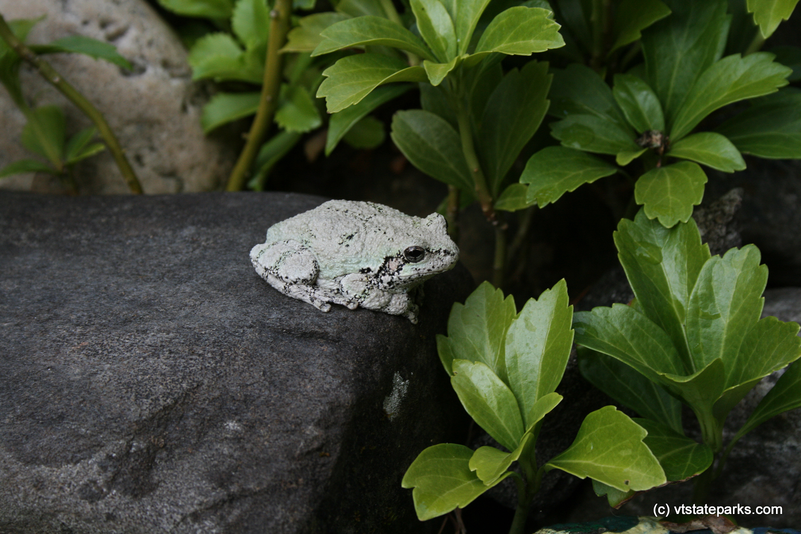 Tree frog by Sharon McQuarrie-Krampitz
