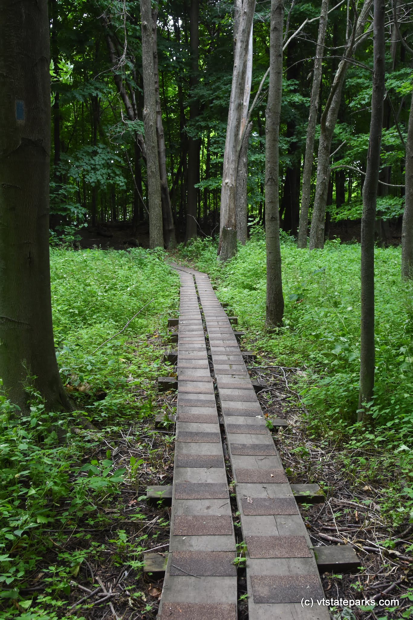 Boardwalk by VYCC on the trail at Knight Point State Park by Raven Schwan-Noble