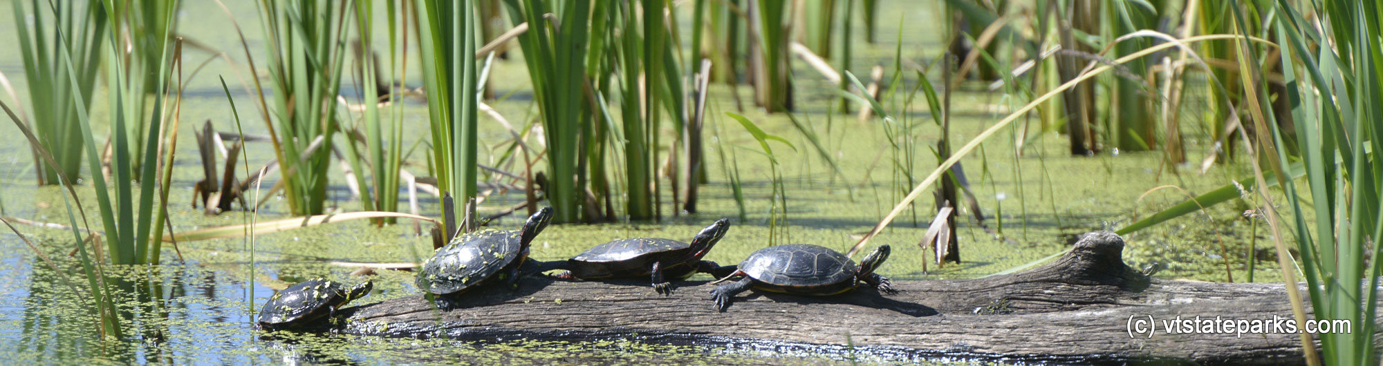 Turtles sunning themselves at Alburg Dunes State Park
