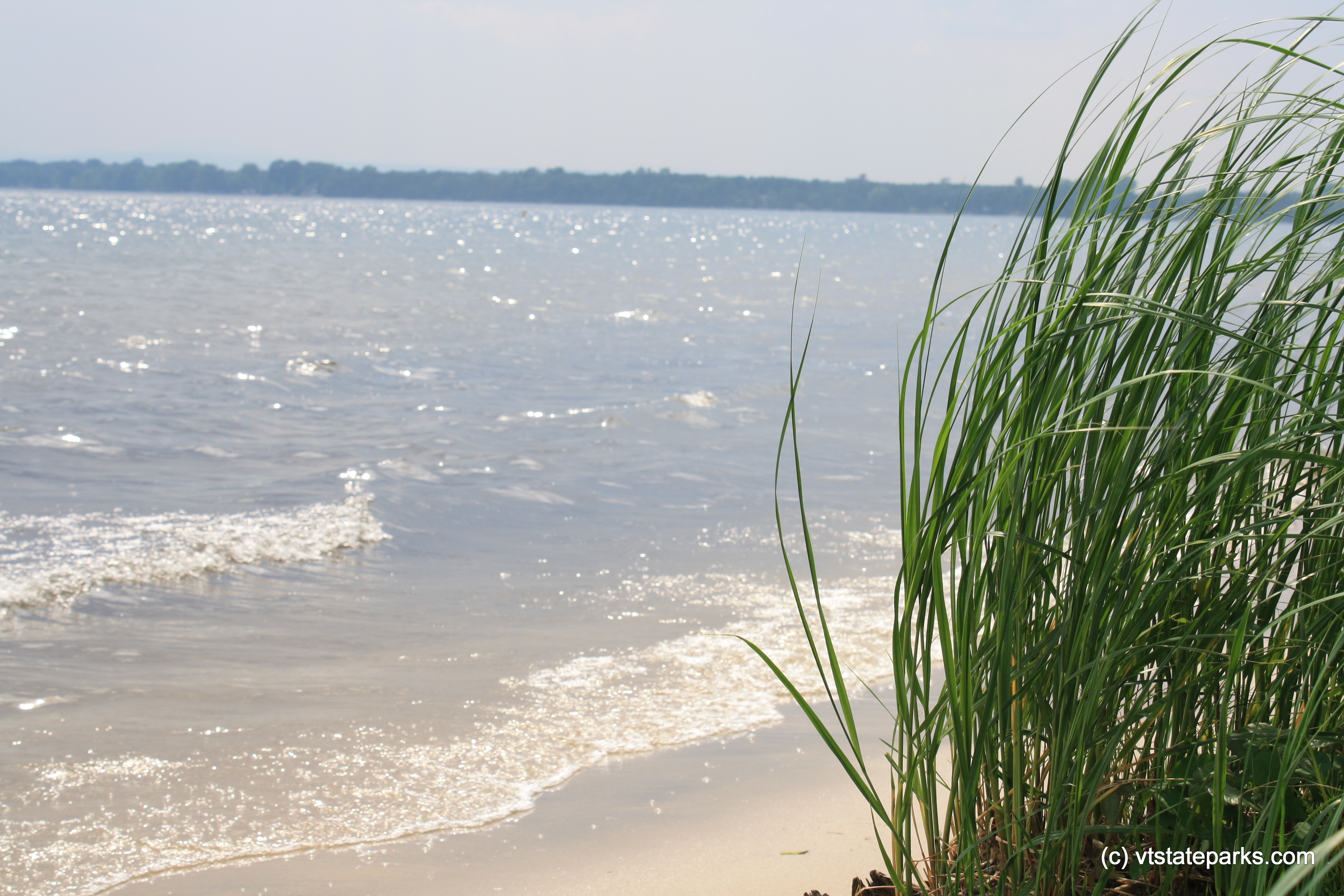 Beach grass at Alburg Dunes State Park by Karl Hubbard
