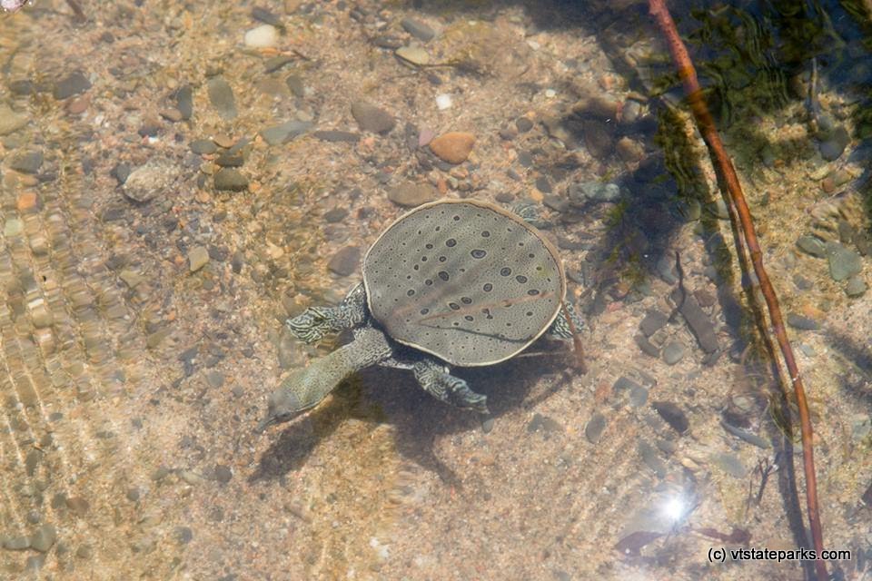 One lonely turtle at North Hero State Park by Raven Schwann