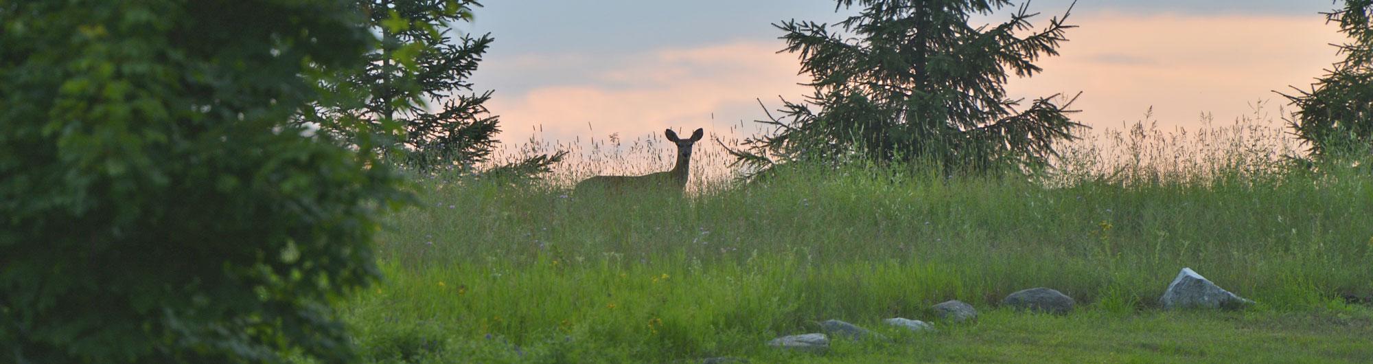 A serene outdoor scene at dusk shows a grassy meadow with wildflowers and scattered rocks. In the center, partially hidden by tall grass, stands a deer silhouetted against the soft orange and blue sky. Evergreen trees frame the background, adding depth and a peaceful, natural ambiance.