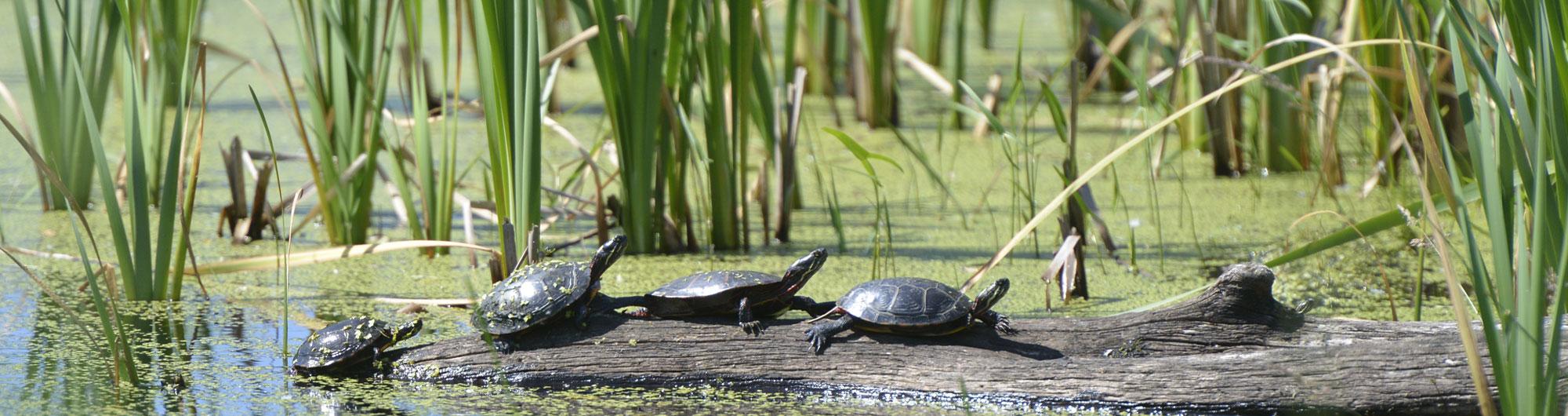 This image shows several turtles basking on a log partially submerged in a wetland. They are surrounded by tall green reeds and water covered with green algae. The scene is bright and natural, with sunlight highlighting the turtles' shiny shells.