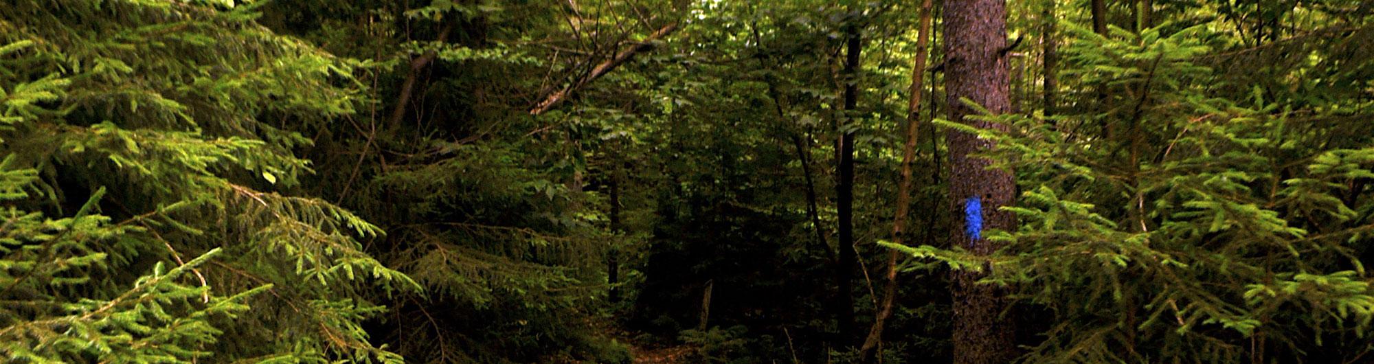 The image shows a dense forest with lush green foliage, consisting of coniferous and deciduous trees. The trees have thick branches covered in green needles and leaves, creating a vibrant and natural setting. A tree in the foreground has a blue trail marker painted on its trunk, possibly indicating a hiking or nature trail. The forest floor is shadowed by the thick canopy, giving the scene a slightly dim yet serene atmosphere.