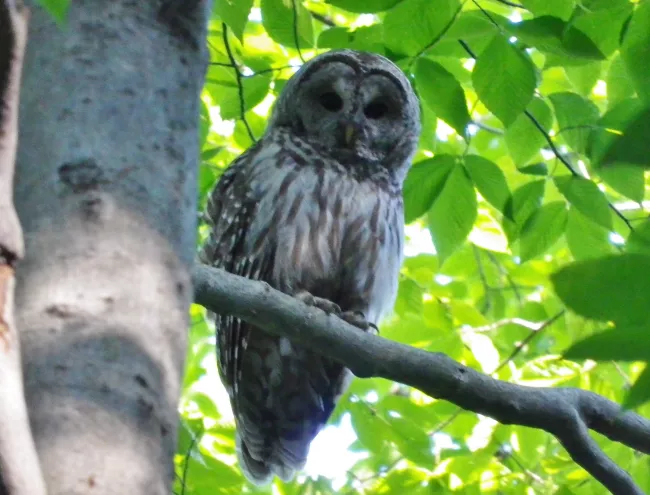 Closeup of barred owl at Mount Ascutney State Park by Joseph Lucot