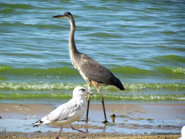 Birds like the shore at Alburg Dunes State Park by Raven Schwan-Noble