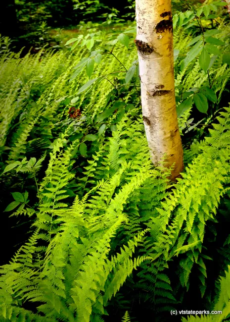 White birch and ferns at Allis State Park by Gary Bouchard