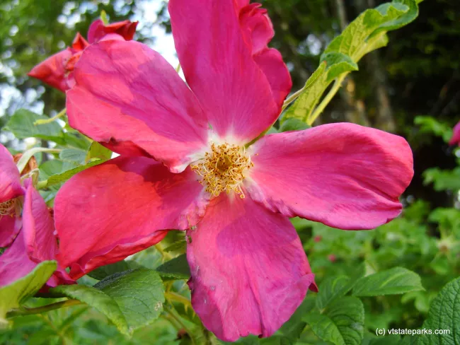 Beautiful pink flower found at Allis State Park by Michelle Boucher