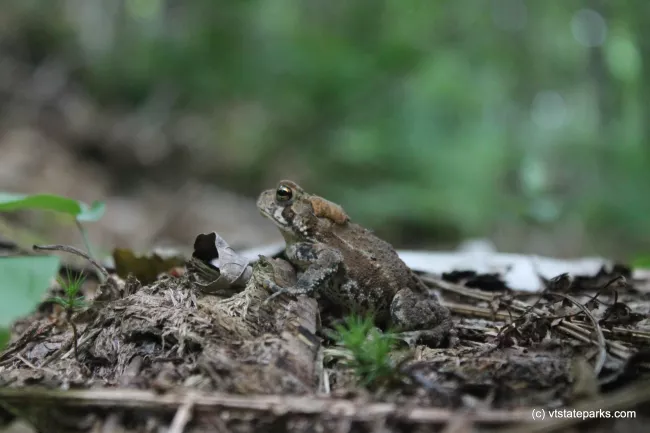 A toad in some leaf litter at Allis State Park by Alexa Collesides