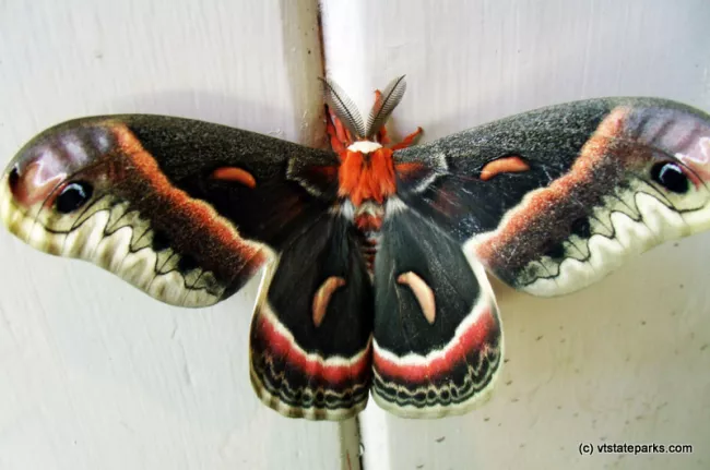 Moth at Mt. Ascutney State Park by Sharon Krampitz