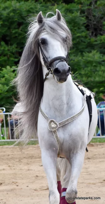 The Lipizzan Stallions have returned to Knight Point State Park by Raven Schwan-Noble