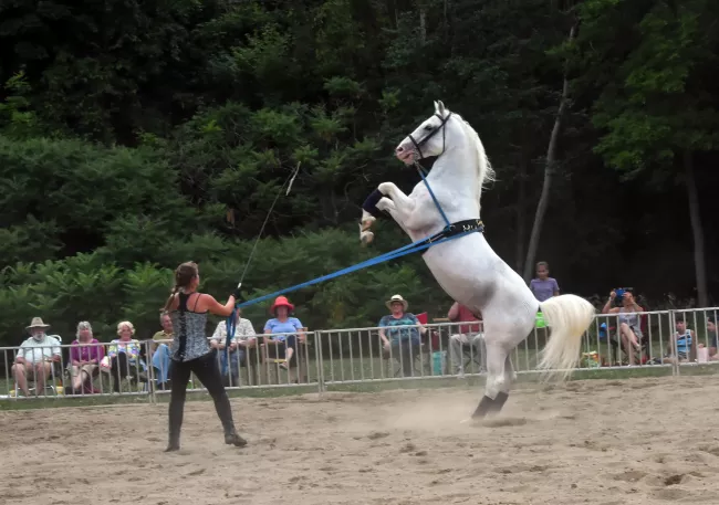 Lipizzan Stallions performing at Knight Point State Park by Raven Schwan-Noble