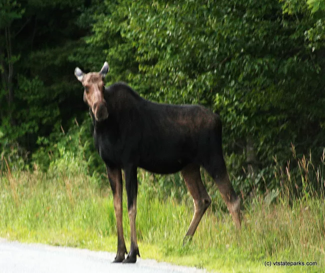 Moose on the loose at Mt. Ascutney State Park by Sharon McQuarrie-Krampitz