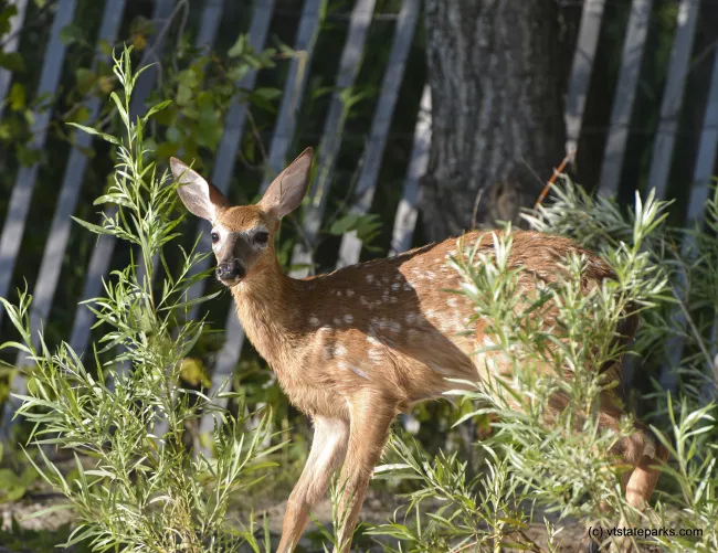 Baby deer on the beach at Alburg Dunes State Park