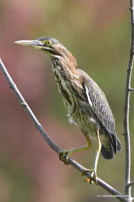 Bird up close at Alburg Dunes State Park