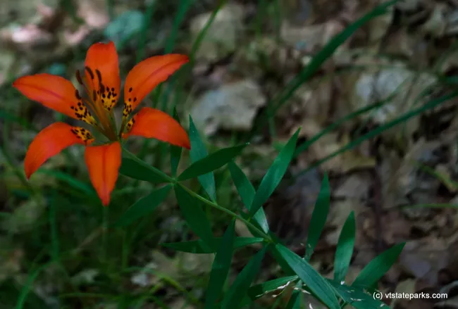 Very bright flower found at Mt Ascutney State Park by Tara Schatz