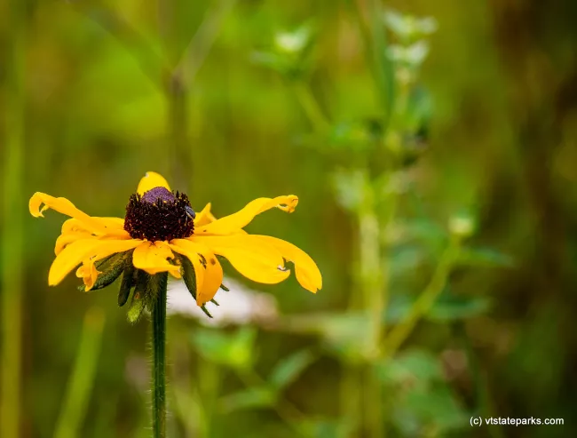 Daisy found in Mt Ascutney State Park by Tara Schatz