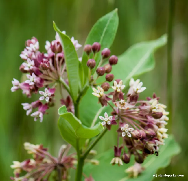 Very different flower found at Mt Ascutney by Tara Schatz