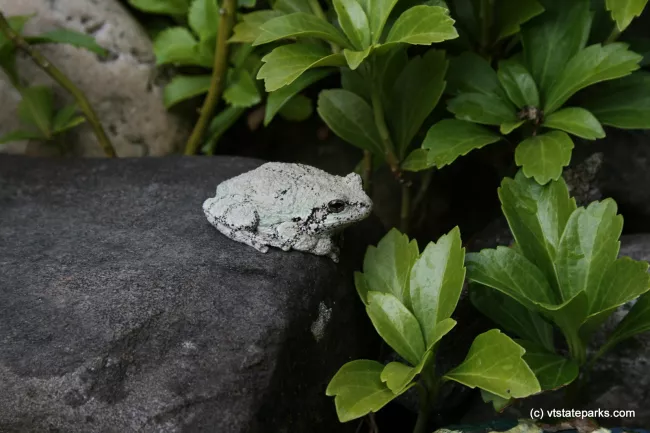 Tree frog by Sharon McQuarrie-Krampitz