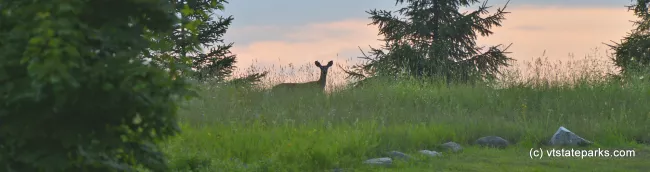 A deer at dusk at Alburg Dunes State Park by Raven Schwan-Noble