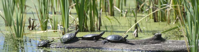 Turtles sunning themselves at Alburg Dunes State Park