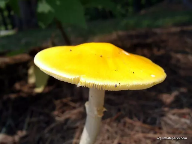 Yellow mushroom at Mt. Ascutney State Park by Sharon Krampitz