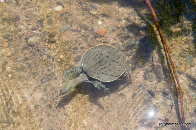 One lonely turtle at North Hero State Park by Raven Schwann