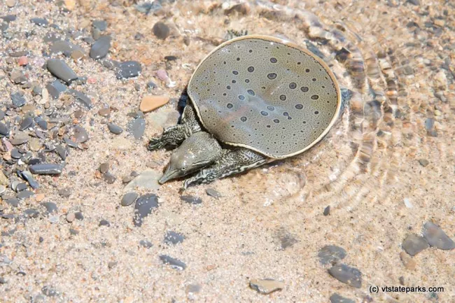 Turtle in water at North Hero State Park by Raven Schwan