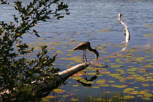 A heron fishes at Half Moon Pond State Park