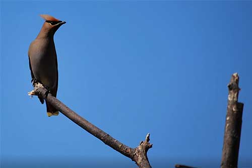 A cedar waxwing at Knight Point State Park