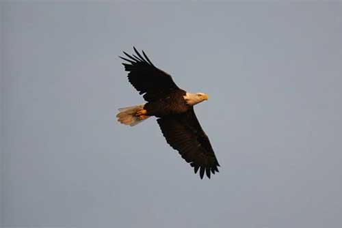 A bald eagle soars over Lake Carmi State Park