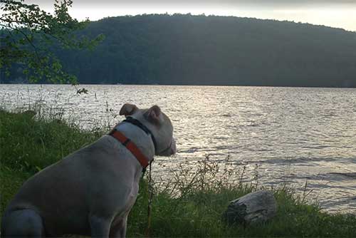 Dogs enjoy Lake St. Catherine State Park too! (photo credit: Joshua Davis)