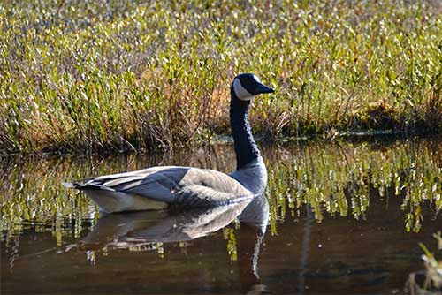 A goose visits the lake (photo credit: Linda Carlsen-Sperry)