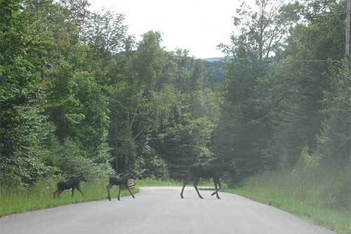 Moose crossing near Quechee State Park (photo credit: Agnes Barsalow)