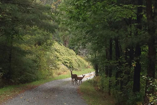 Taconic Mountains Ramble is a great park for spotting wildlife