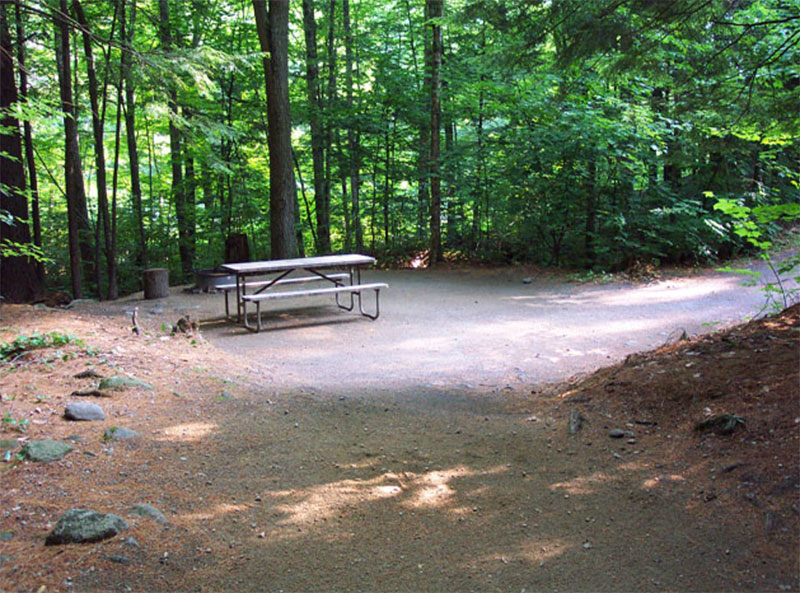 A wooded tent site at Townshend