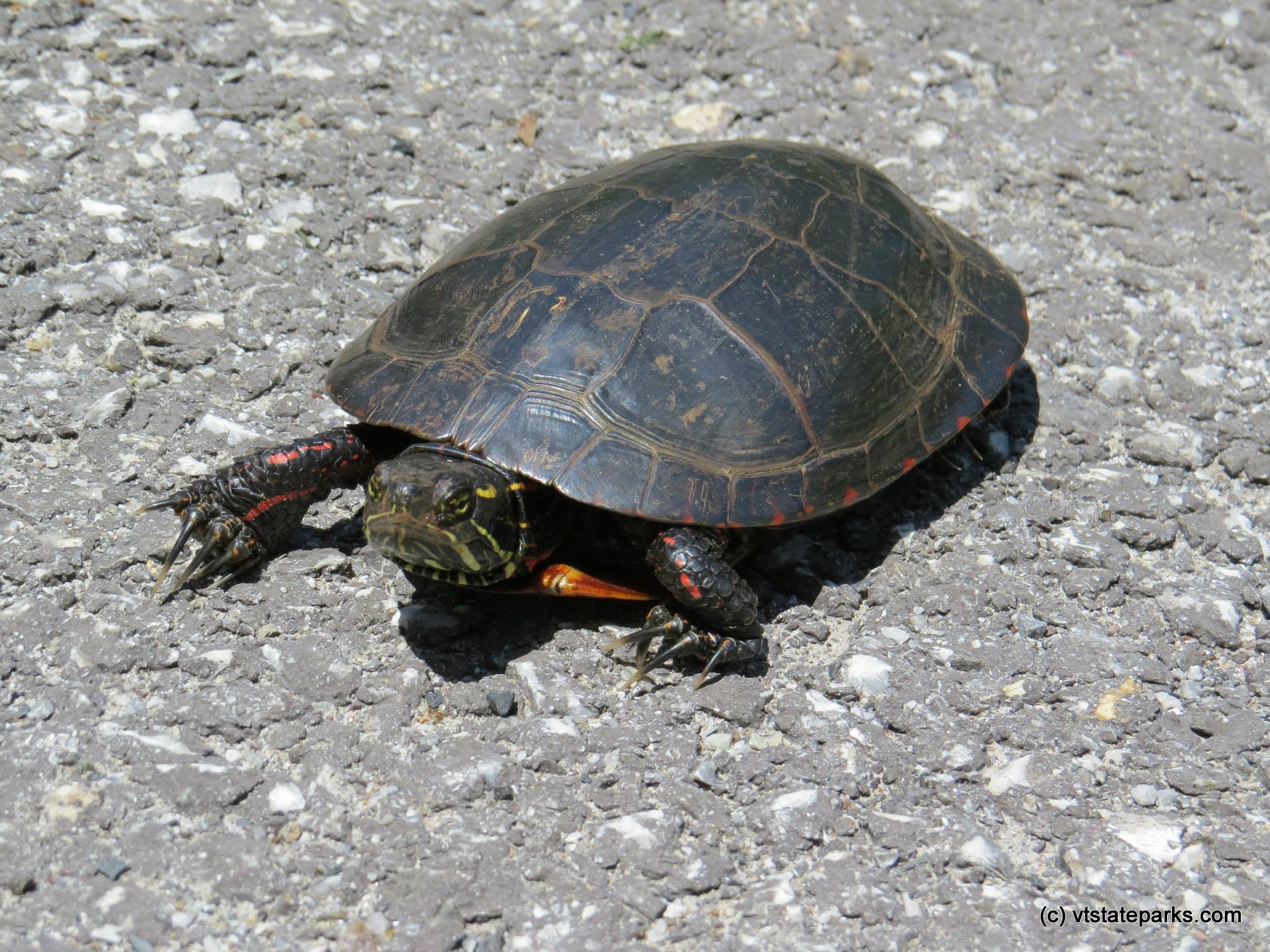 A painted turtle crossing the road at Sand Bar State Park by Aswini Cerukuri