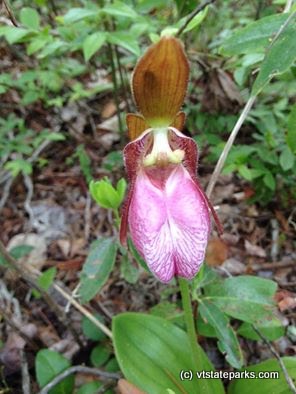 Flower found while hiking at Seyon Lodge State Park