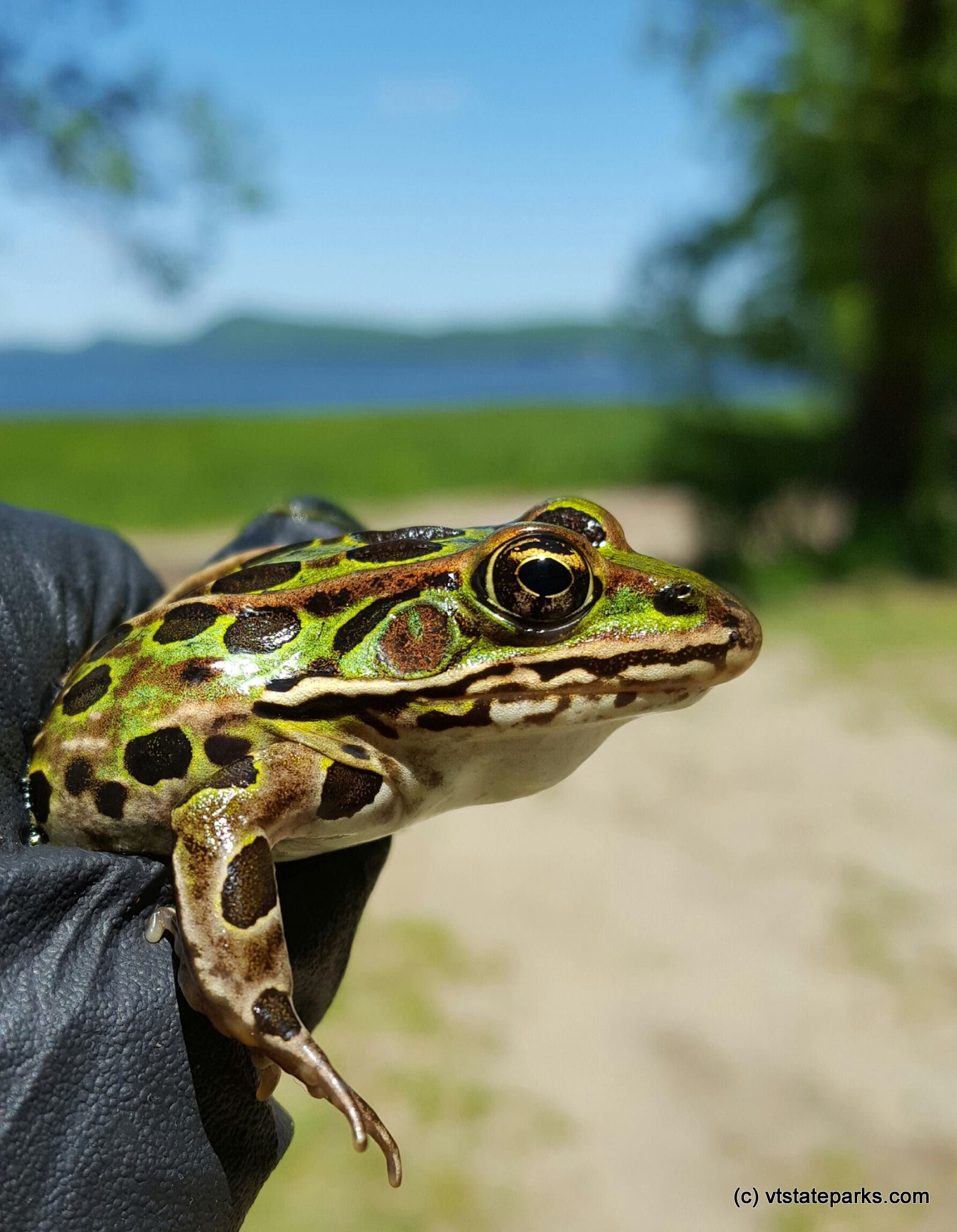 Close up view of a frog at Sand Bar State Park by Aswini Cherukuri