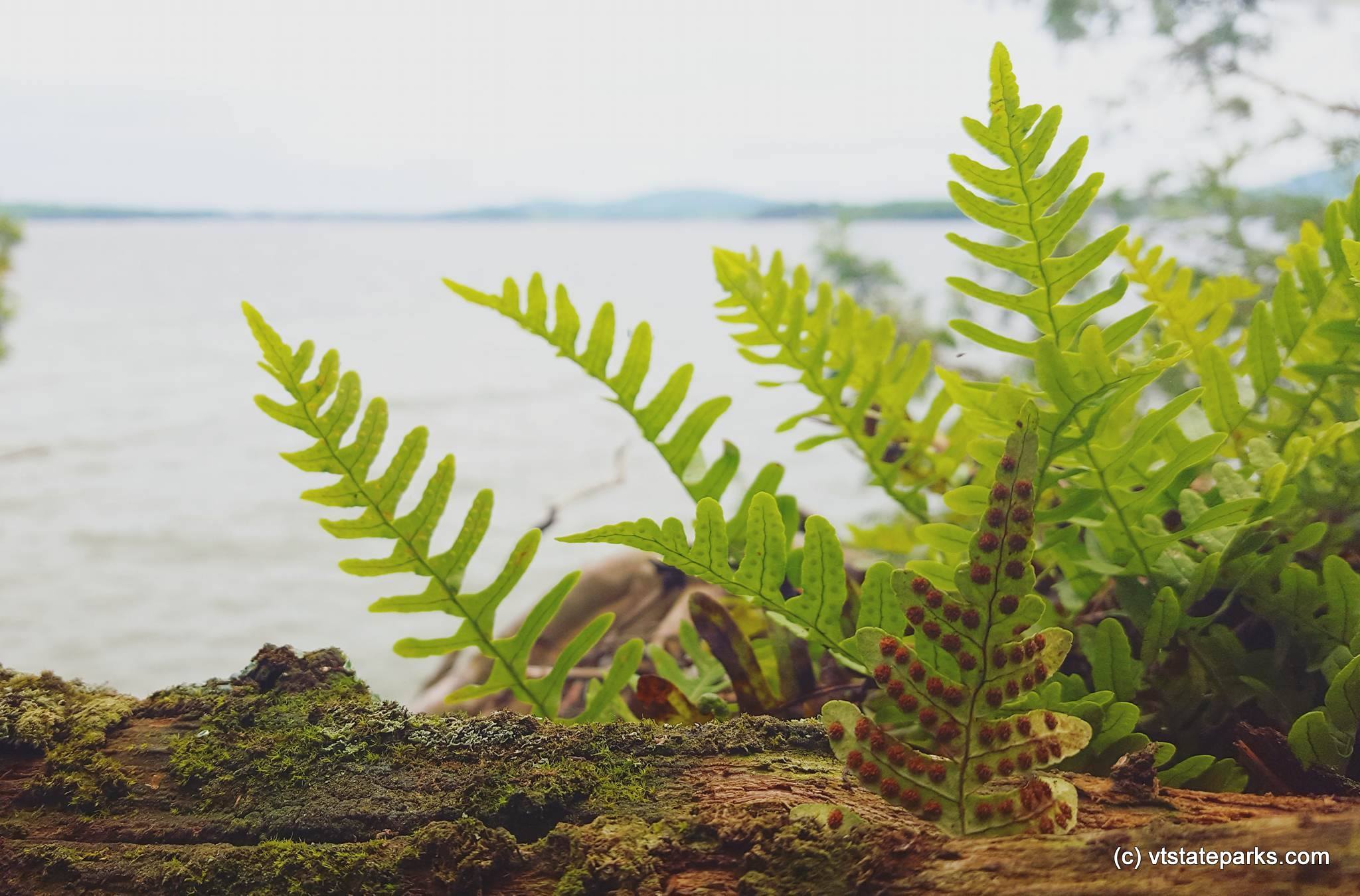 Fern in front of Lake Champlain at Kingsland Bay State Park by Aswini Cherukuri