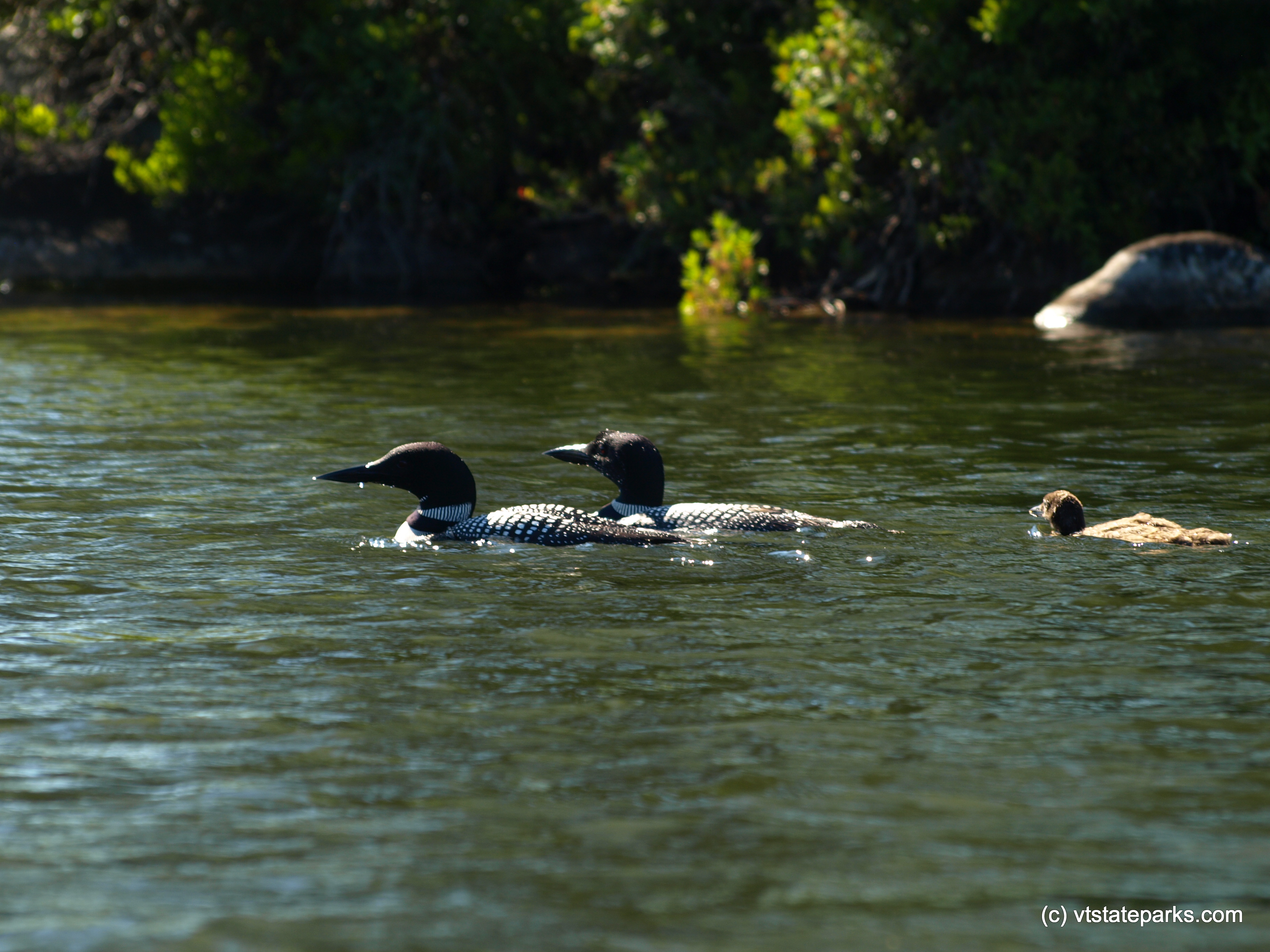 Family of loons at Kettle Pond State Park by Matt Parsons